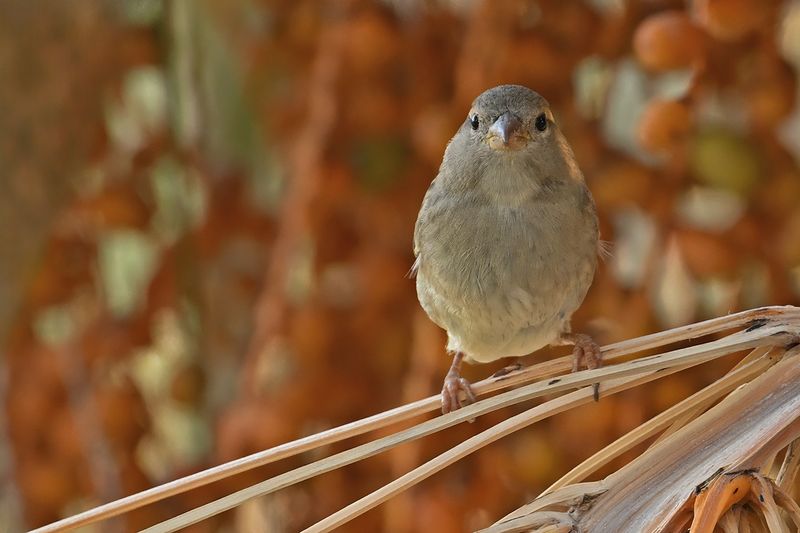 House sparrow (Passer domesticus)