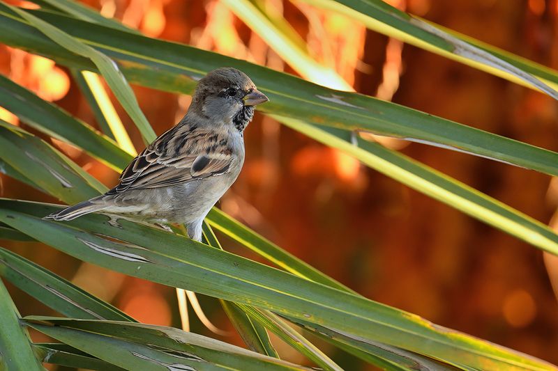 House sparrow (Passer domesticus)