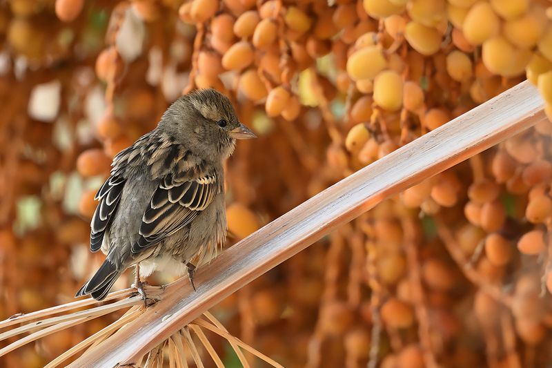 House sparrow (Passer domesticus)
