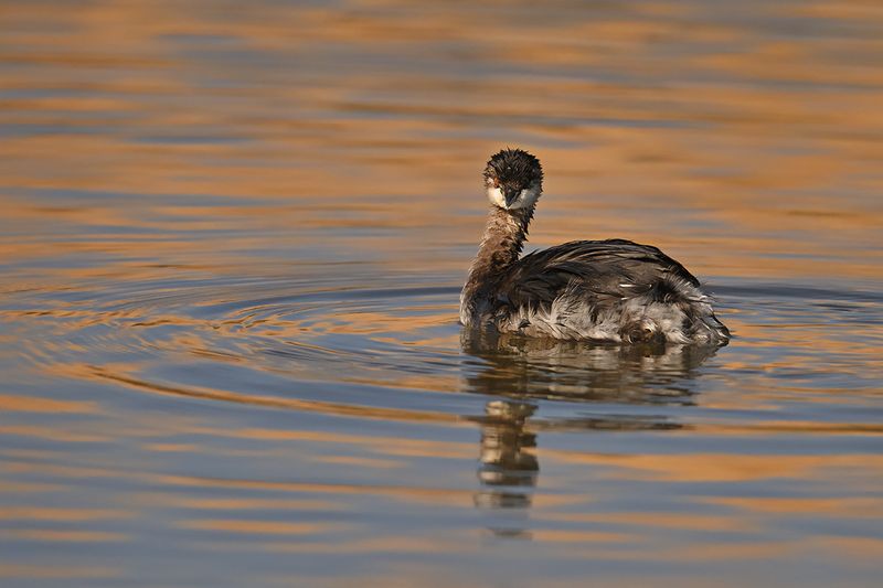Black-necked Grebe (Podiceps nigricollis)