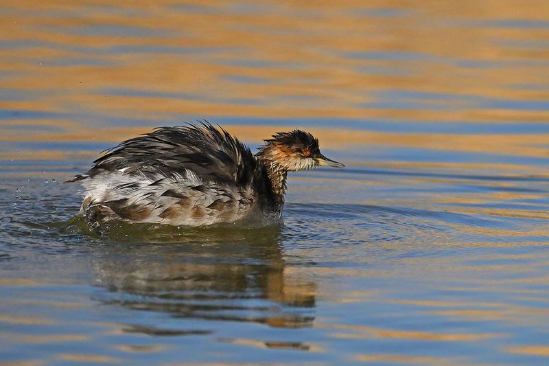 Black-necked Grebe (Podiceps nigricollis)