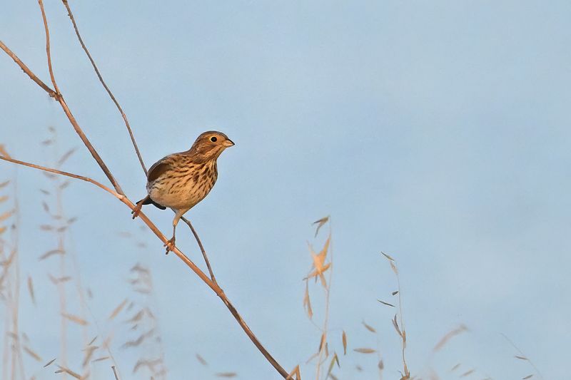 Corn Bunting (Miliaria calandra)