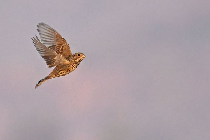 Corn Bunting (Miliaria calandra)