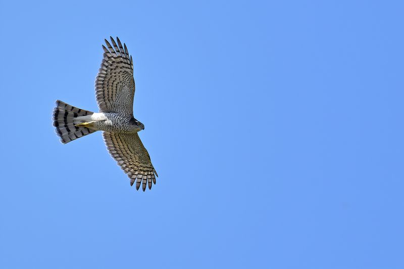 Eurasian Sparrowhawk (Accipiter nisus)