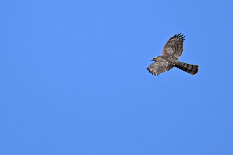 Eurasian Sparrowhawk (Accipiter nisus)