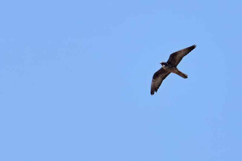 Eleonora's Falcon (Falco eleonorae)