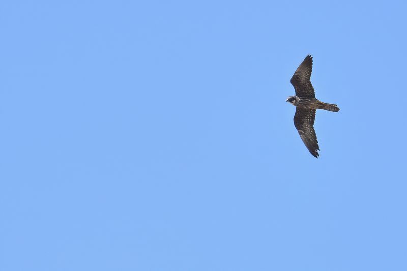 Eleonora's Falcon (Falco eleonorae)