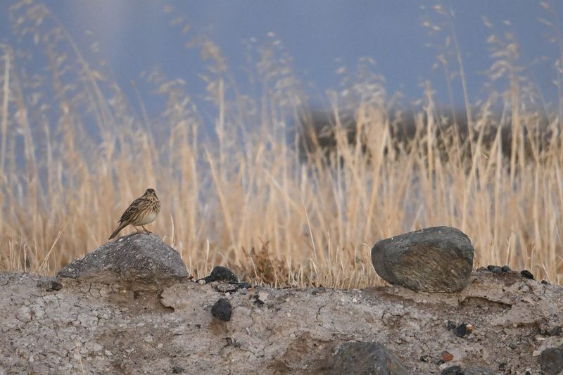 Corn Bunting (Miliaria calandra)