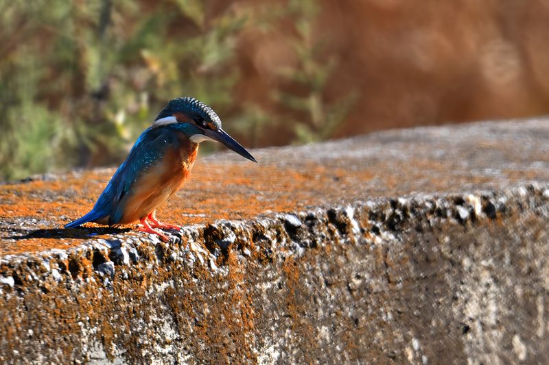 Common Kingfisher (Alcedo atthis)