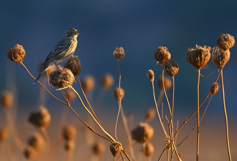 Corn Bunting (Miliaria calandra)
