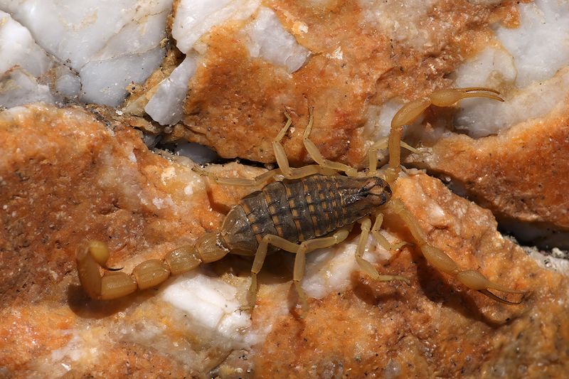 Mediterranean Checkered Scorpion - Mesobuthus gibbosus