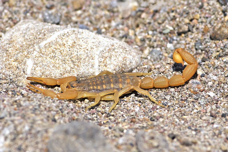 Mediterranean Checkered Scorpion - Mesobuthus gibbosus