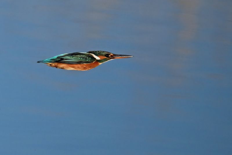Common Kingfisher (Alcedo atthis)