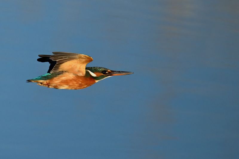 Common Kingfisher (Alcedo atthis)