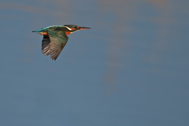 Common Kingfisher (Alcedo atthis)