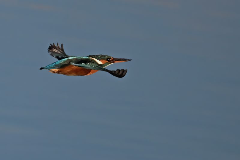 Common Kingfisher (Alcedo atthis)