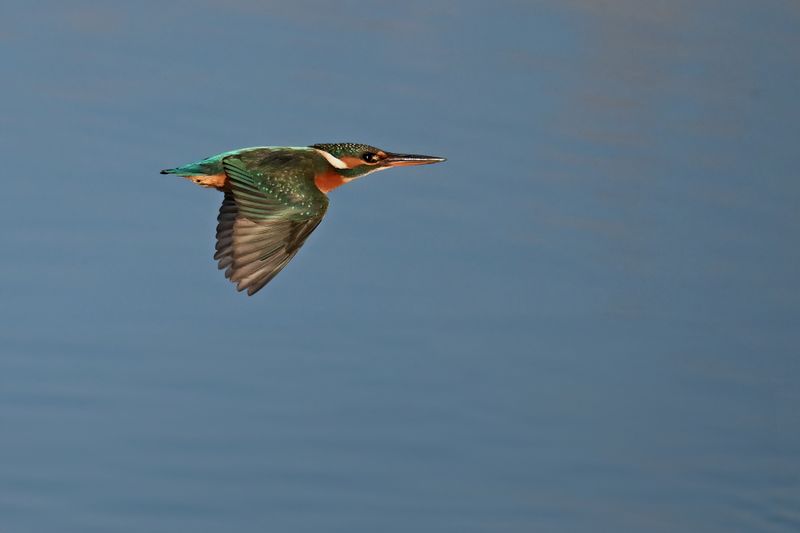 Common Kingfisher (Alcedo atthis)