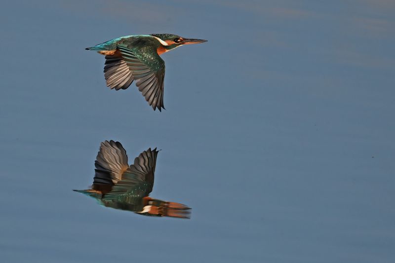 Common Kingfisher (Alcedo atthis)