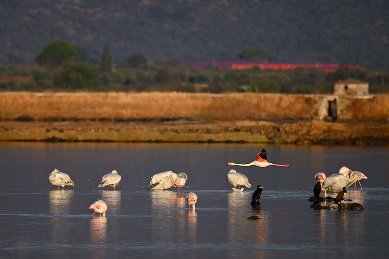 Flamingo (Phoenicopterus roseus)