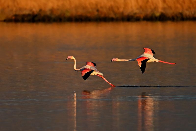 Flamingo (Phoenicopterus roseus)