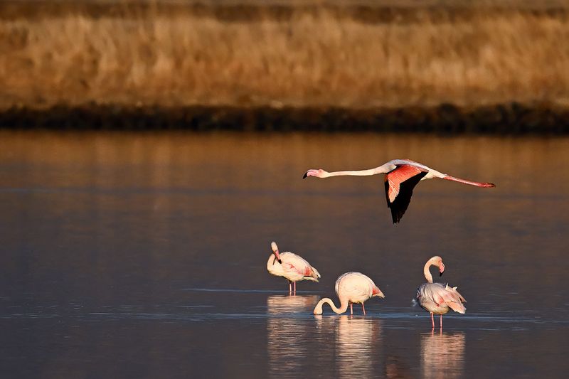 Flamingo (Phoenicopterus roseus)