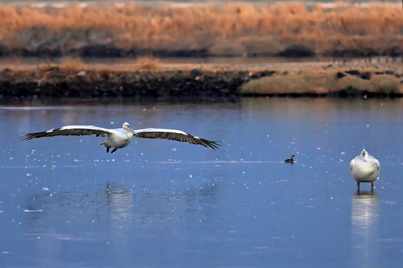 Dalmatian pelican (Pelecanus crispus)