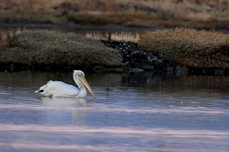 Dalmatian pelican (Pelecanus crispus)