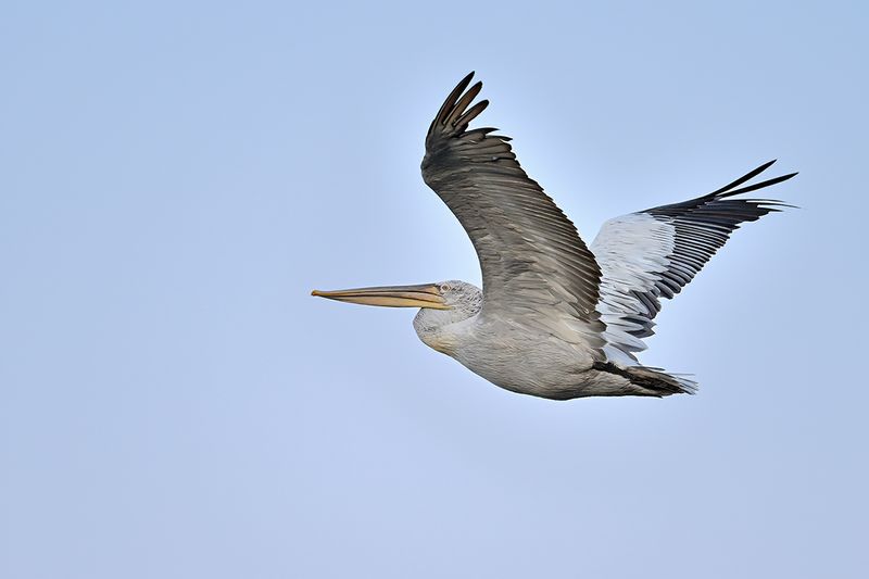 Dalmatian pelican (Pelecanus crispus)