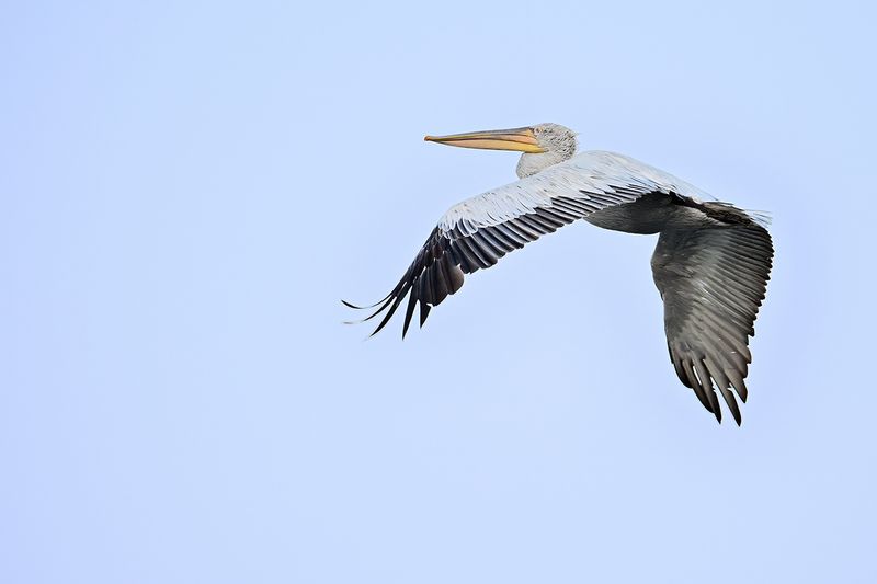 Dalmatian pelican (Pelecanus crispus)