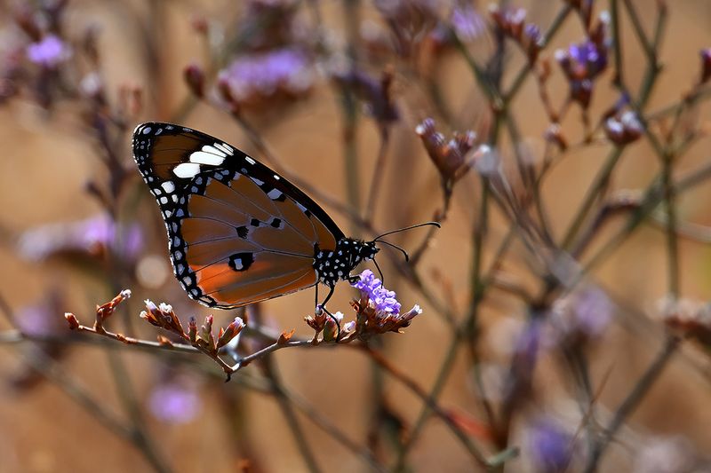 Plain Tiger (Danaus chrysippus)