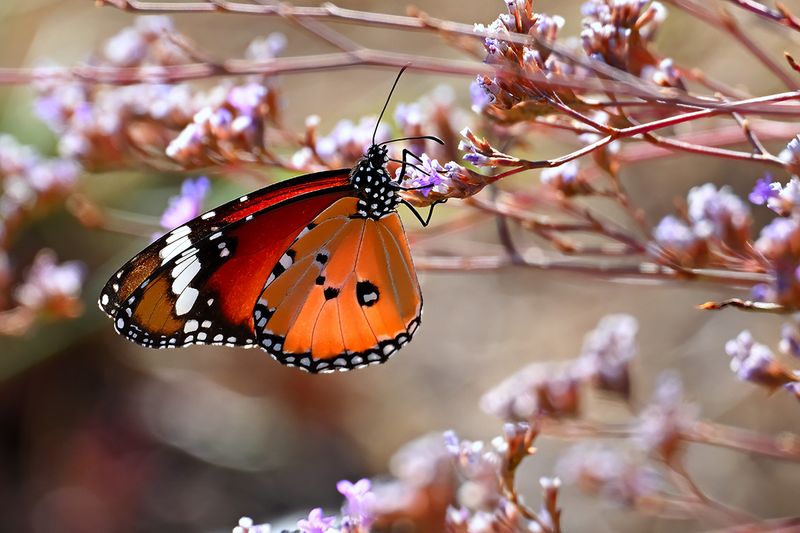 Plain Tiger (Danaus chrysippus)