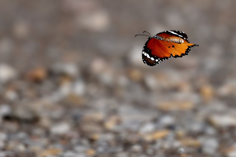 Plain Tiger (Danaus chrysippus)