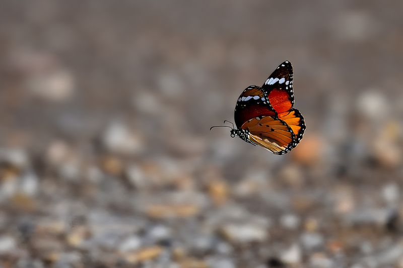 Plain Tiger (Danaus chrysippus)