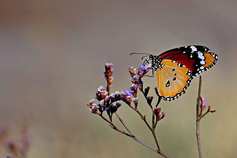 Plain Tiger (Danaus chrysippus)