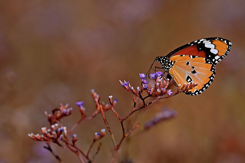 Plain Tiger (Danaus chrysippus)