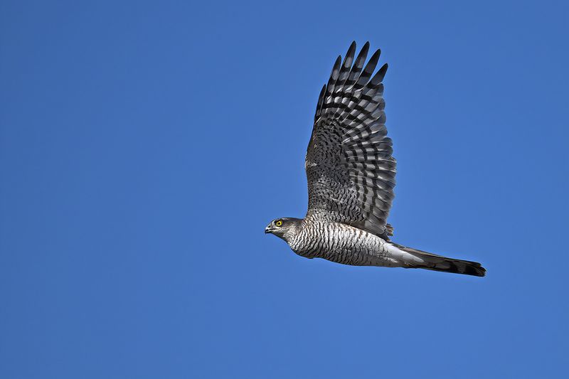 Eurasian Sparrowhawk (Accipiter nisus)