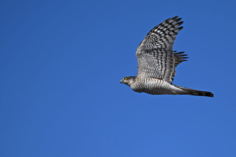 Eurasian Sparrowhawk (Accipiter nisus)