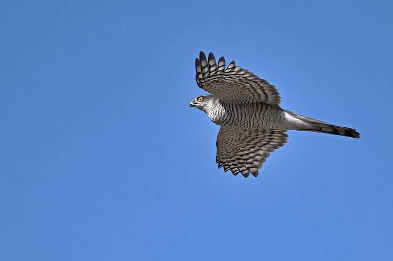 Eurasian Sparrowhawk (Accipiter nisus)
