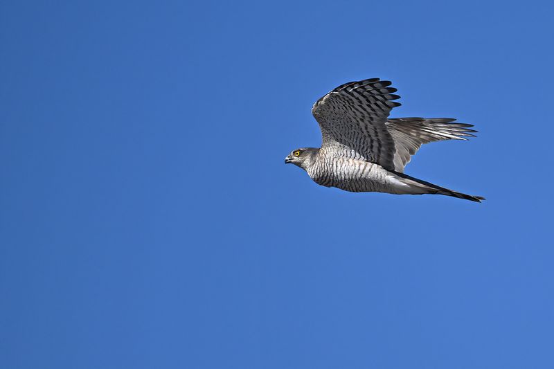 Eurasian Sparrowhawk (Accipiter nisus)
