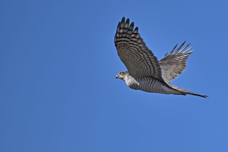 Eurasian Sparrowhawk (Accipiter nisus)