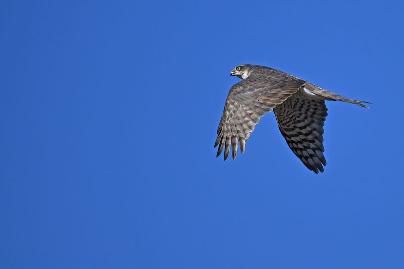 Eurasian Sparrowhawk (Accipiter nisus)