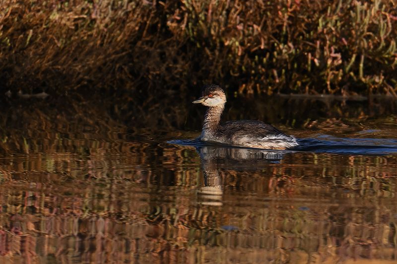 Black-necked Grebe (Podiceps nigricollis)