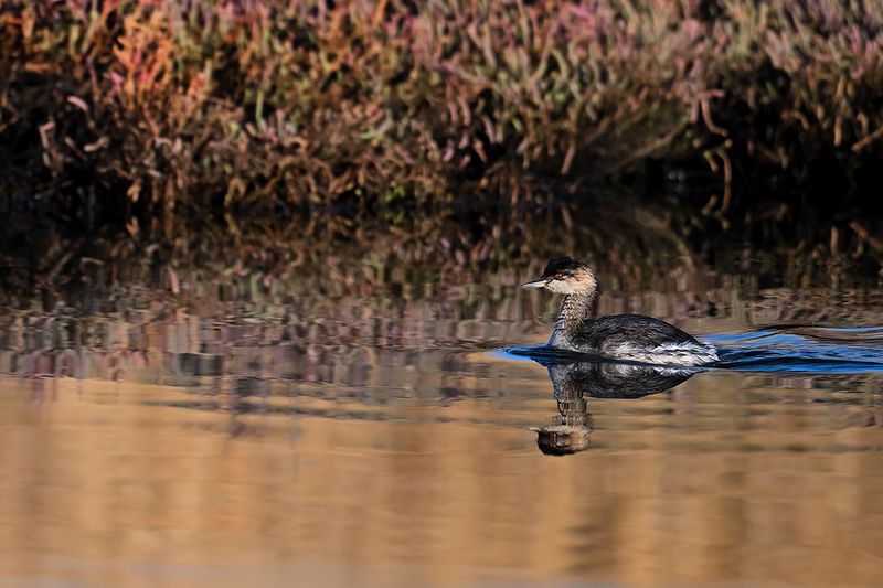 Black-necked Grebe (Podiceps nigricollis)