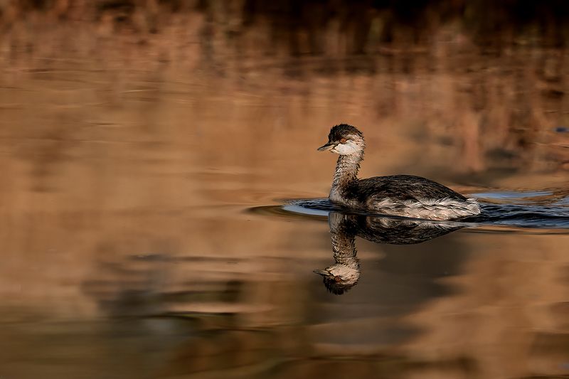 Black-necked Grebe (Podiceps nigricollis)