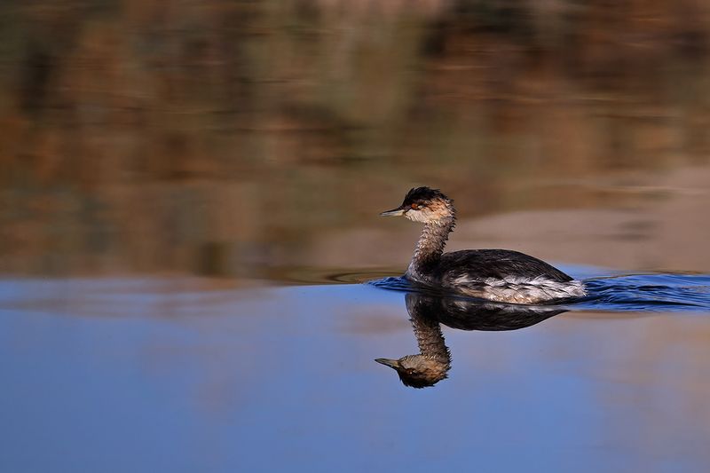 Black-necked Grebe (Podiceps nigricollis)