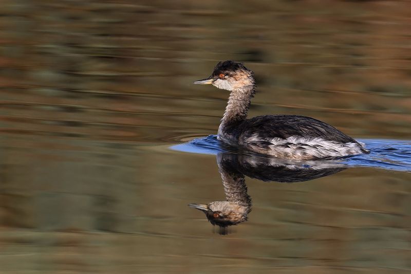 Black-necked Grebe (Podiceps nigricollis)