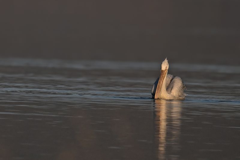 Dalmatian pelican (Pelecanus crispus)