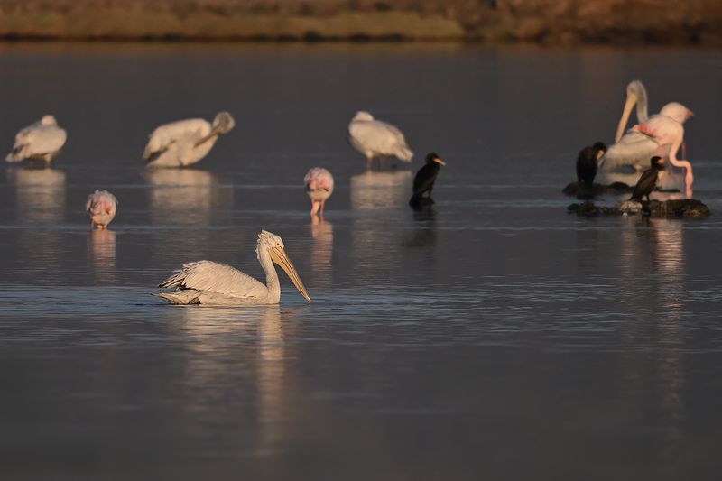 Dalmatian pelican (Pelecanus crispus)