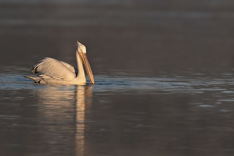 Dalmatian pelican (Pelecanus crispus)