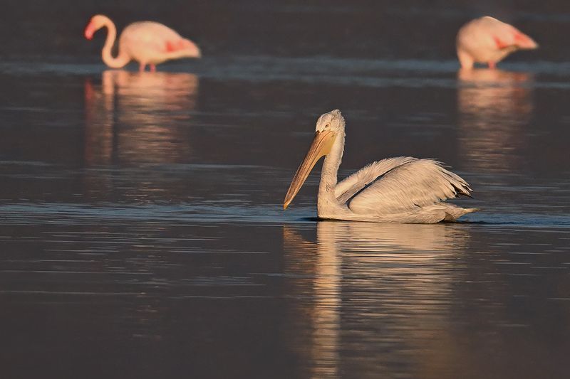 Dalmatian pelican (Pelecanus crispus)
